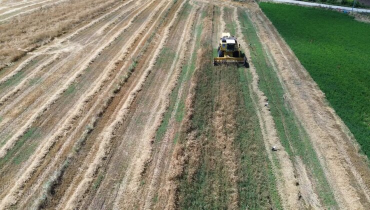 Bafra Ovası’nda hasat geç başladı: 200 bin dekar alanda yetişiyor…