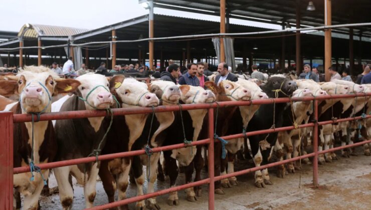 Bakanlık talimat vermişti… Hayvan pazarı geçici süreyle kapatıldı