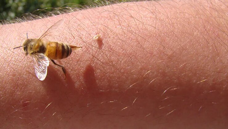 Balıkesir’de trajik olay: Arı saldırısında hayatını kaybetti, eşi kalp krizi geçirdi!