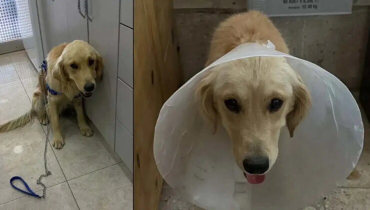 Balıkesir’le İzmir’de denize girdiği için hapsedilen hayvanlar hastalık ve sıcaktan öldü: Yaşam herkesin hakkı