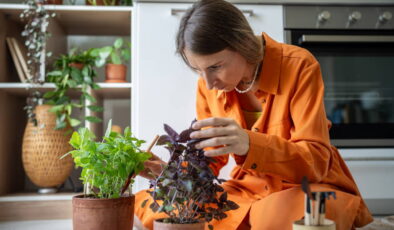 Balkonunuzda yetişsin, sağlığınıza şifa olsun: Evinizde kolayca yetiştirebileceğiniz 7 şifalı bitki ve kullanım alanları