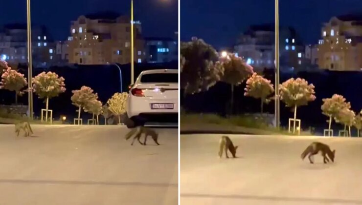 Başakşehir’de tilki sürüsü şehir merkezine indi