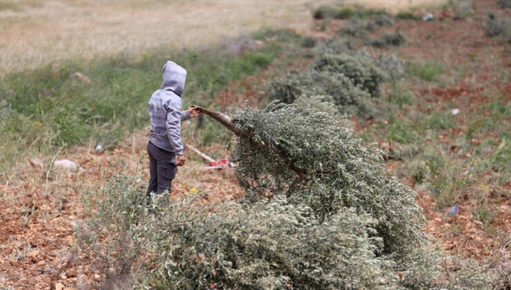Batı Şeria’da tarım arazilerini ateşe veren İsrailliler, Filistinlilerin koyunlarını da çaldı