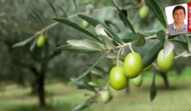 Bekleyen ‘torba teklifleri’ yasalaştırmak üzere Meclis 9 gün aralıksız çalışacak: Zeytine kıyma ısrarı