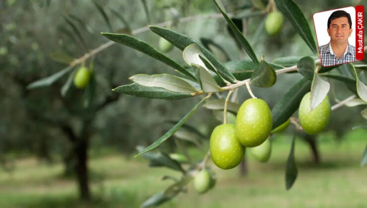 Bekleyen ‘torba teklifleri’ yasalaştırmak üzere Meclis 9 gün aralıksız çalışacak: Zeytine kıyma ısrarı