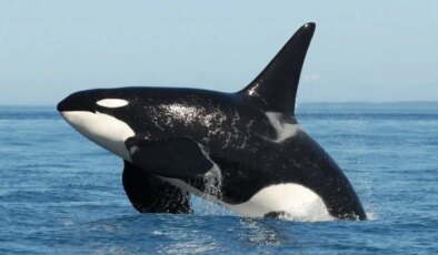 Bilim insanlarından ilginç keşif: Katil balinalar zeka evriminde seviye atladı