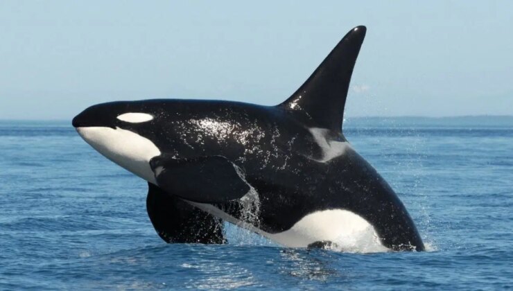 Bilim insanlarından ilginç keşif: Katil balinalar zeka evriminde seviye atladı