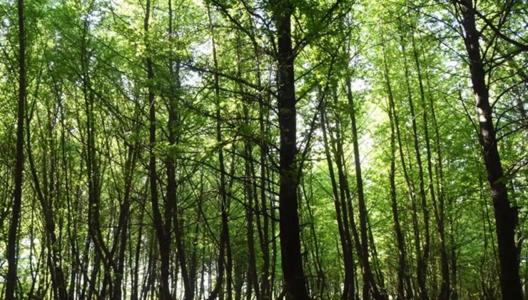 Bir ilde daha ormanlık alanlara girişler yasaklandı