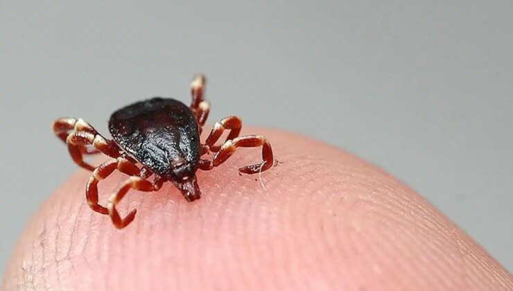 Bolu’da kene bir can daha aldı!