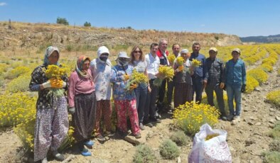 Bozdoğan’da ‘altın otu’ hasadı başladı: Faydası saymakla bitmiyor!