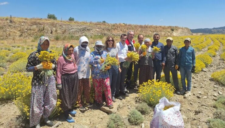 Bozdoğan’da ‘altın otu’ hasadı başladı: Faydası saymakla bitmiyor!