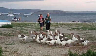 Bu nasıl vicdansızlık? Balıkesir’de denizde yüzen kazları CİMER’e şikayet ettiler: Kümese kapatılan 8 kaz öldü