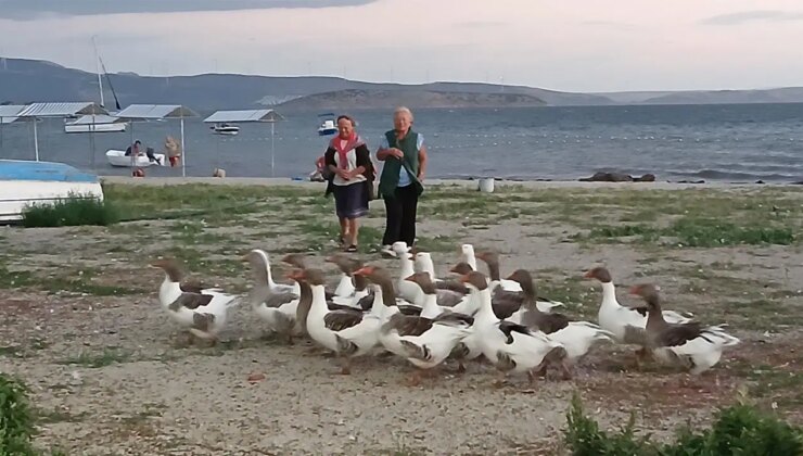 Bu nasıl vicdansızlık? Balıkesir’de denizde yüzen kazları CİMER’e şikayet ettiler: Kümese kapatılan 8 kaz öldü