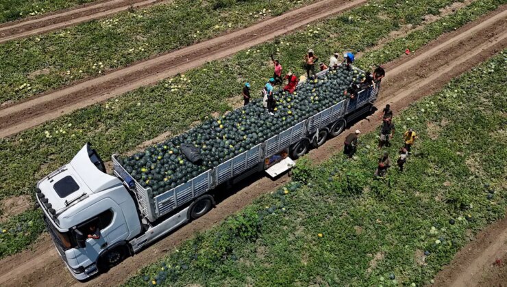 Bu sene 150 bin dönüm alanda ekildi! Hasadı devam ederken fiyatı dibe çakıldı!