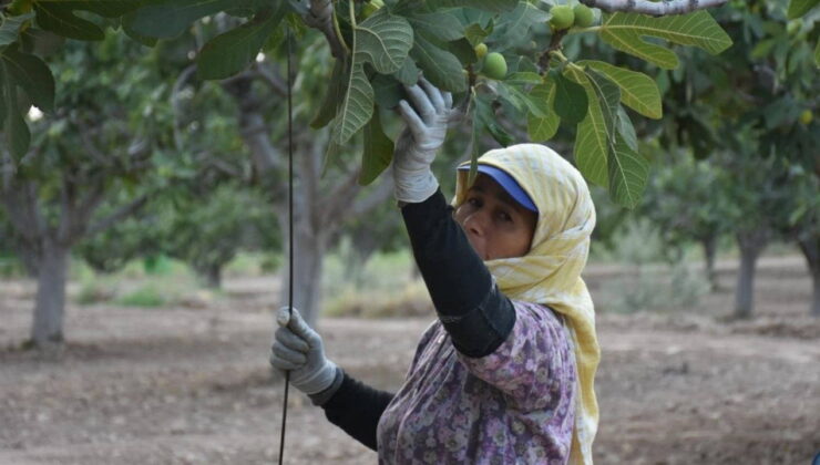 Buharkent’te hasat başladı: Yılın ilk mahsulünü toplamak için gün doğmadan yola çıkıyorlar….