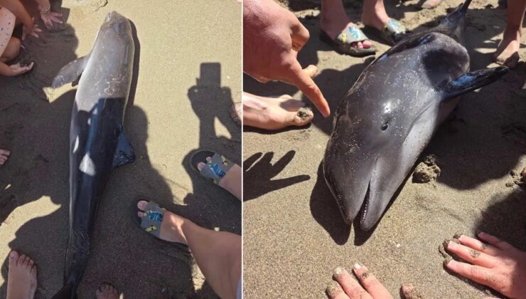 Bursa’da yunus balığı karaya vurdu