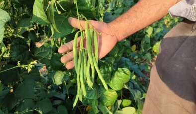 Çameli’nde organik hasat başladı: Hedef 6 ton…