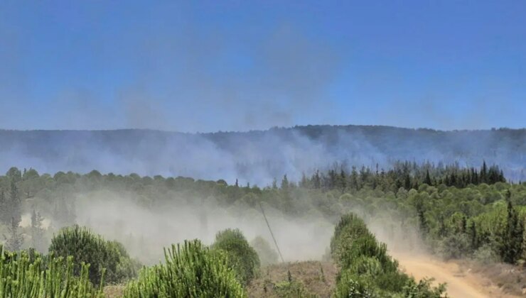 Çanakkale Lapseki’de orman yangını