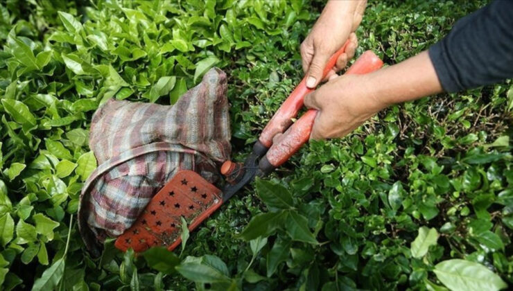Çay ihracatının yüzde 58’i Rize’den gerçekleştirildi