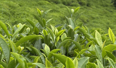 ÇAYKUR piyasaya mavi yemişli çay sunmaya hazırlanıyor