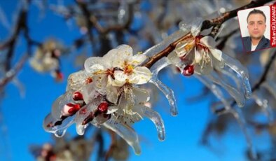CHP’li Ömer Fethi Gürer, 65 kenti vuran zirai dona ilişkin konuştu: Özel planlama gerekli