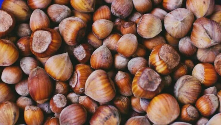 CHP’li vekiller açıkladı: Fındık devine yargı freni