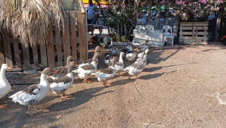 CİMER’e şikayet edilip, kümese kapatılmışlardı: Türkiye’nin konuştuğu kazlara ‘şartlı tahliye’ geldi