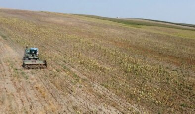 Çukurova’da hasat erkene çekildi! Rekolte yarı yarıya düştü…