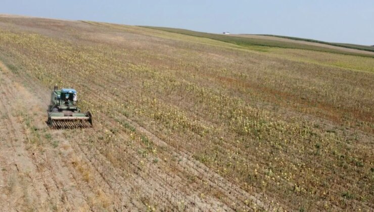 Çukurova’da hasat erkene çekildi! Rekolte yarı yarıya düştü…