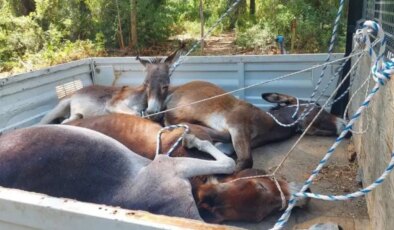 Datça’da toplanan yaban eşekleri doğaya salındı