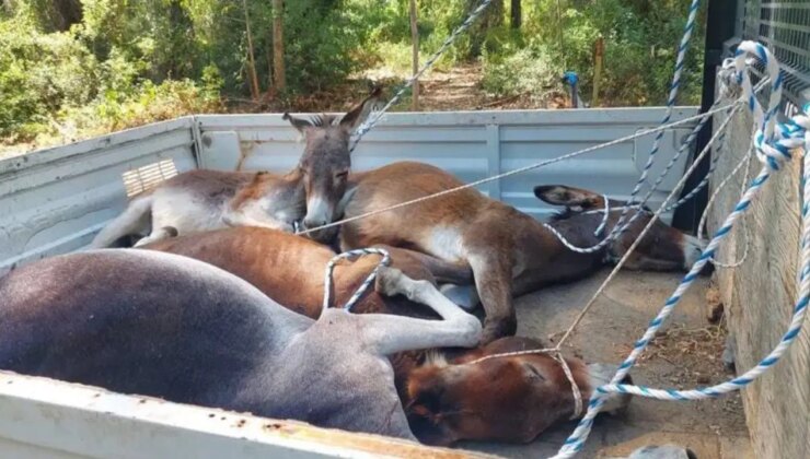 Datça’da toplanan yaban eşekleri doğaya salındı