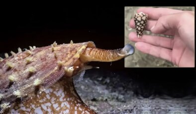 Denizlerin en zehirli canlısıyla tanışın: Dakikalar içinde felce neden oluyor!