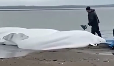 Deprem sonrası çok sayıda balina Japonya kıyılarına vurdu