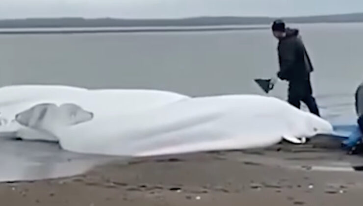 Deprem sonrası çok sayıda balina Japonya kıyılarına vurdu