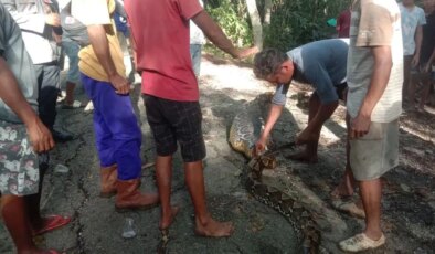 Dev piton, 61 yaşındaki çiftçiyi canlı canlı yuttu