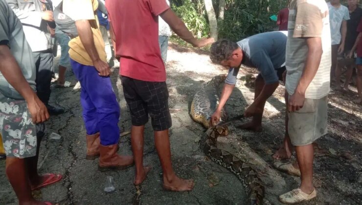 Dev piton, 61 yaşındaki çiftçiyi canlı canlı yuttu