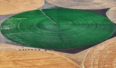 Devasa dairesel tarlalarda hasat edildi: Dekarda 600 kilo…