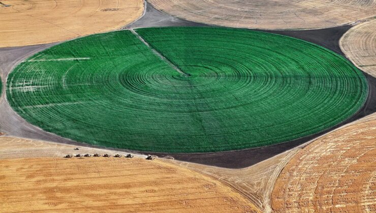 Devasa dairesel tarlalarda hasat edildi: Dekarda 600 kilo…