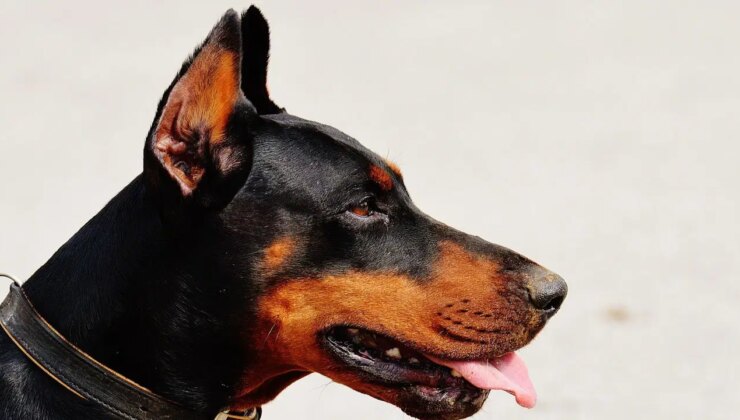 Dobermanı öldüren polise ceza yok! Mahkeme ‘meşru müdafaa’ dedi