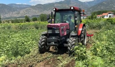 Dönüm fiyatı 10 bin liraya geriledi: Mahsul tarlada kaldı!