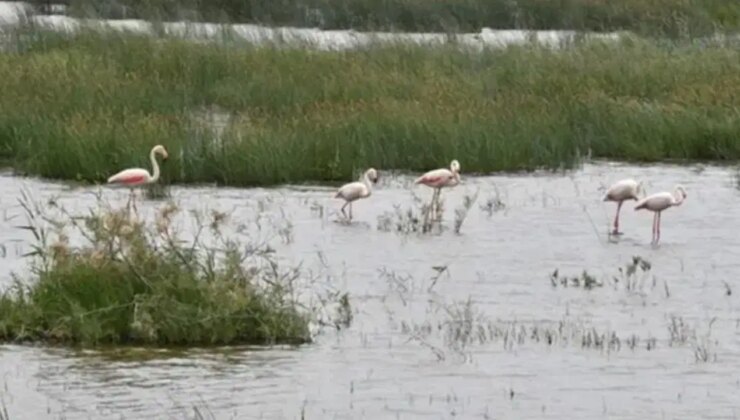 Dünya genelinde sulak alan kaybı, 2050’ye kadar 39 trilyon dolarlık ekonomik zarara neden olabilir