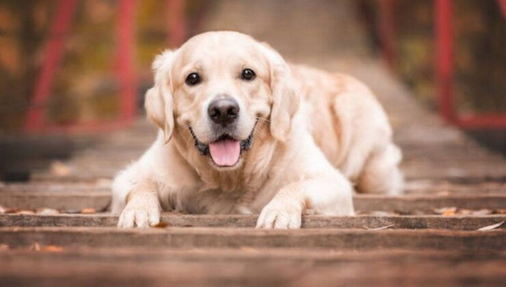 Eğitimli köpekler koklayarak Parkinson hastalığını tespit etti