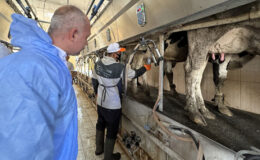 Elazığ’da geliştirilen cihazla süt sığırlarında mastitisin önüne geçiliyor