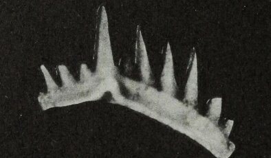 En keskin dişlere sahip bu küçük canlı milyonlarca yıl önce yaşadı