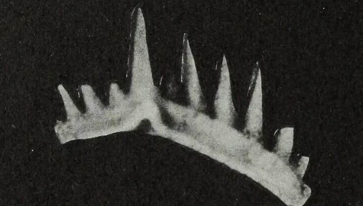 En keskin dişlere sahip bu küçük canlı milyonlarca yıl önce yaşadı