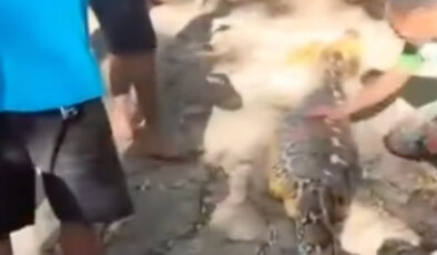 Endonezya’da 8 metrelik piton çiftçiyi yuttu