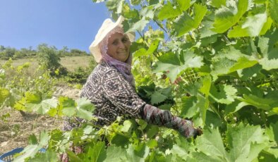Erbaa’da hasat 1 ay geç başladı: 2 milyar liralık gelir bekleniyor…