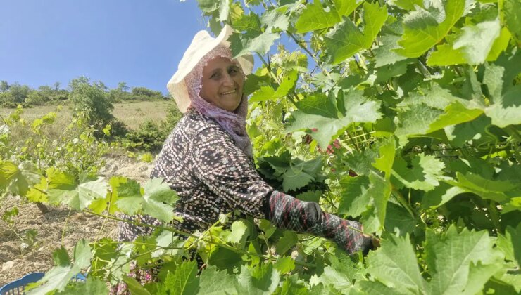 Erbaa’da hasat 1 ay geç başladı: 2 milyar liralık gelir bekleniyor…