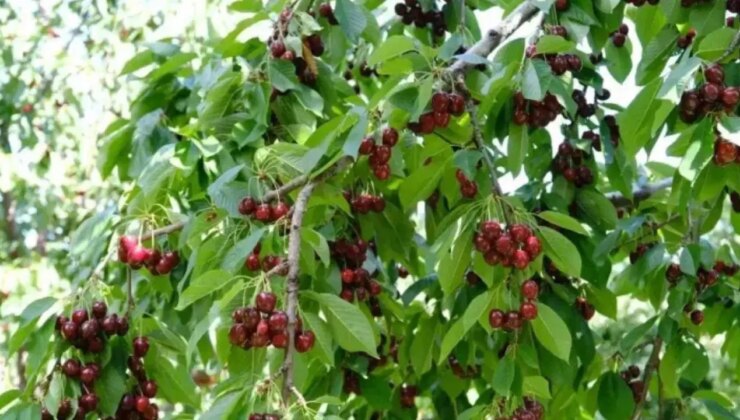 Erzincan’da zirai don: Rekolte düşüşü sonrası fiyatlar uçtu