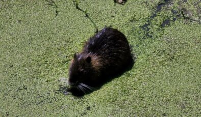 Fare sandılar, su maymunu çıktı: Havsa’da ilginç görüntüler